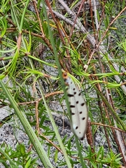 Myrmeleon erythrocephalus