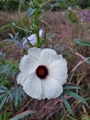Hibiscus cannabinus