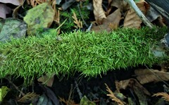 Claopodium crispifolium