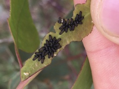 Paropsisterna m-fuscum