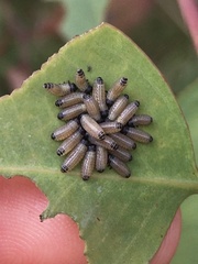 Paropsisterna m-fuscum