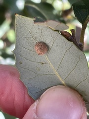 Disholandricus lasius