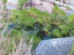 Isolepis cernua
