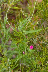 Convolvulus remotus