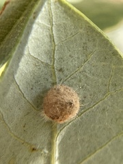 Disholandricus lasius