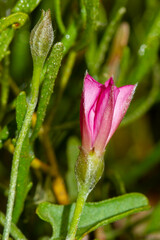 Convolvulus remotus