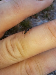 Camponotus aeneopilosus