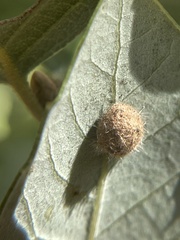 Disholandricus lasius