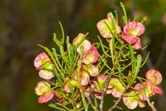 Dodonaea lobulata