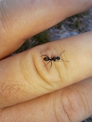Camponotus aeneopilosus