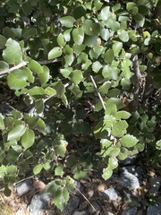 Disholandricus lasius