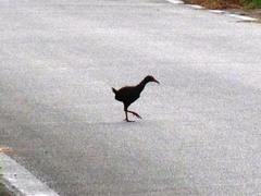 Gallirallus okinawae