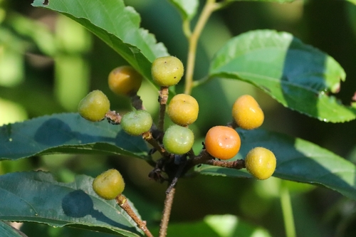 Image of Grewia orientalis by (c) Aravinth, some rights reserved (CC BY)
