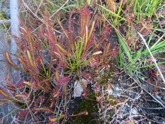 Drosera capensis