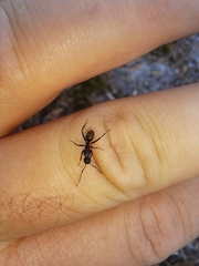 Camponotus aeneopilosus