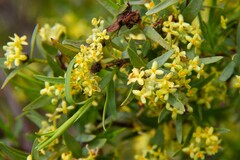 Pimelea microcephala