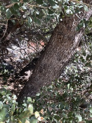 Disholandricus lasius