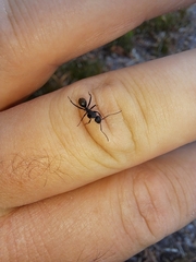 Camponotus aeneopilosus
