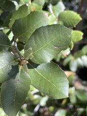 Disholandricus lasius