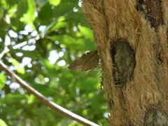 Kallima inachus eucerca