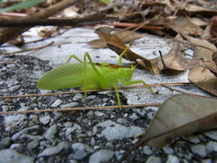 Hexacentrus unicolor