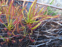 Drosera capensis