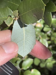 Disholandricus lasius