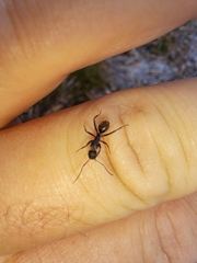 Camponotus aeneopilosus
