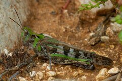 Chortoicetes terminifera