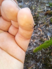 Camponotus aeneopilosus