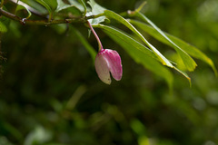 Drymonia conchocalyx