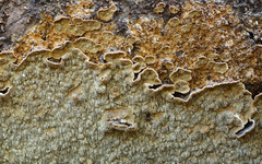 Dentocorticium portoricense