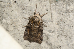 Anaplectoides pressus