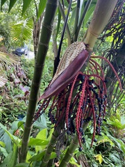Pinanga
