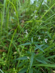 Andrographis paniculata