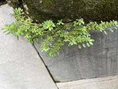 Sedum formosanum