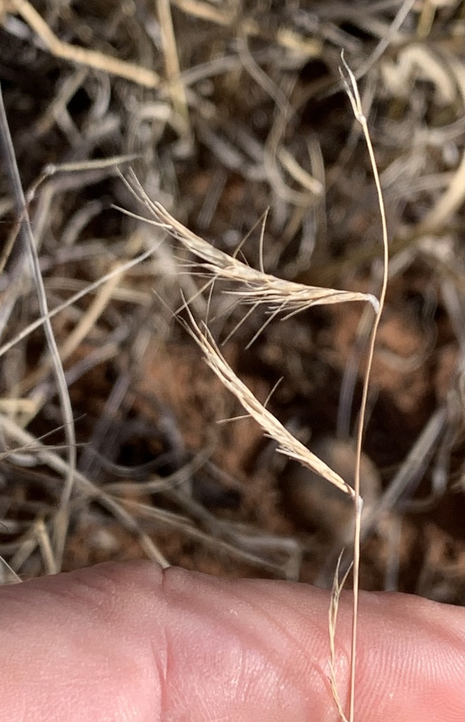 Black Grama from SR-277, Heber, AZ, US on November 5, 2022 at 03:24 PM ...