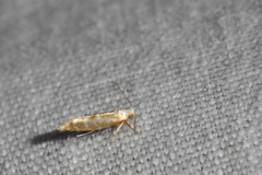 Argyresthia