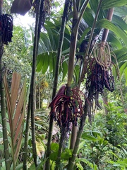 Pinanga