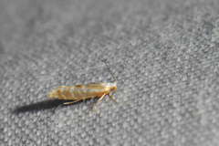 Argyresthia