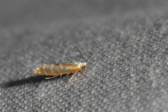Argyresthia