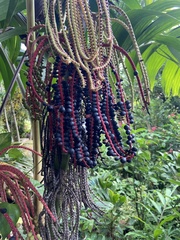 Pinanga
