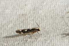 Agnippe prunifoliella