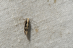 Agnippe prunifoliella