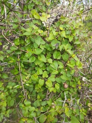 Calystegia tuguriorum