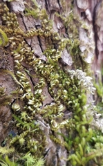 Homalothecium nuttallii