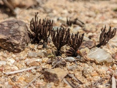 Thelephora ramarioides