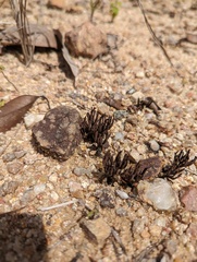 Thelephora ramarioides