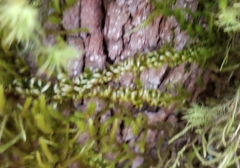 Homalothecium nuttallii