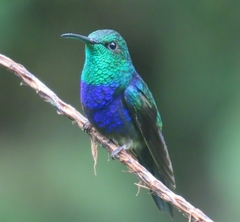 Thalurania